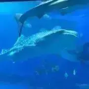アルファの画像