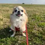 Chihoの画像