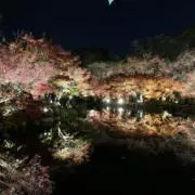 みみみみみの画像