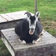 yogaの画像