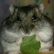 はせ