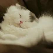 まるたん