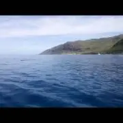 フェデラー