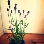 jayrの画像