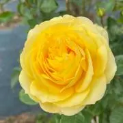 さくらもちの画像