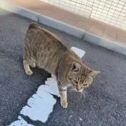 おごりまっせ