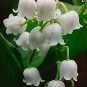 すずらんの画像