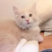 Nの画像