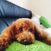 こはく