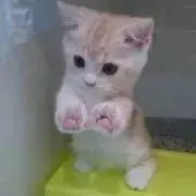 ☆レイ☆プロフ必読☆即購入OK☆の画像