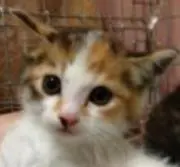ねこねこ