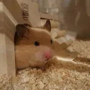 ハム子