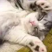 まろ @即購入可能