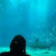 モンチッチの画像