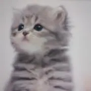 ミィーの画像