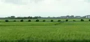HAMAの画像
