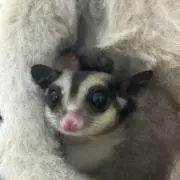 hinagikuの画像