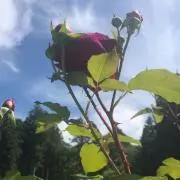 K Mamaの画像