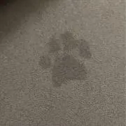 がじゅまる106の画像