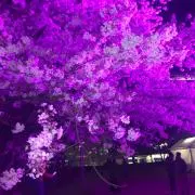 hiの画像