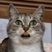 ネコやま(コメント前にプロフ読んで下さいの画像