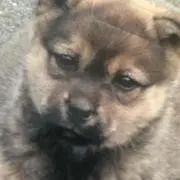 ケン