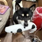 あずの画像