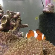 値下げできません^^/くまのみ亭の画像