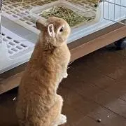 ましまろ
