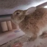 nekochocoの画像