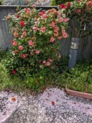 梅雨薔薇の画像
