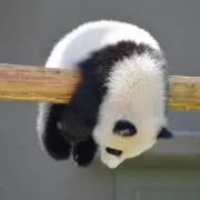 monaの画像