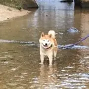 サム
