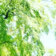 AISATOの画像