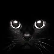 Blackcatsの画像