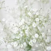 Aの画像