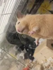 またけの画像