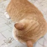 にゃんにゃか　断捨離中の画像