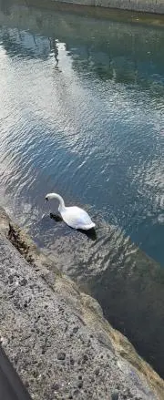 風
