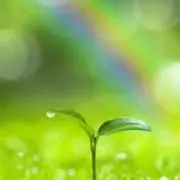 虹と木漏れ日和...ꕤの画像