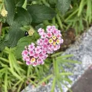 TTの画像