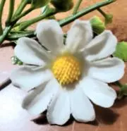 RIAの画像