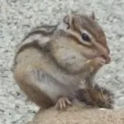ＳＨＢの画像