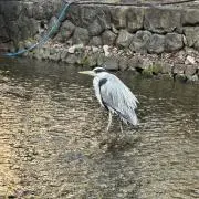 スンドゥブチゲの画像