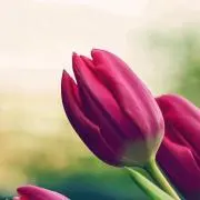 nの画像