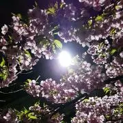 SAkaの画像