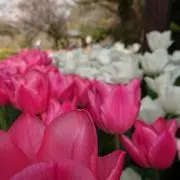 ♪*゜bell.•*¨*•.¸¸♬