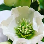 かんちゃん