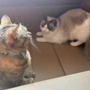 あずんずんの画像