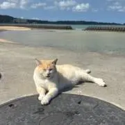 マラドーナの画像